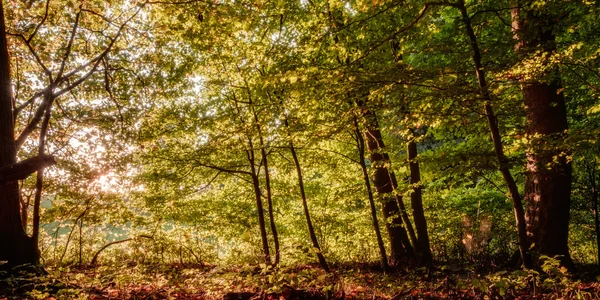 Forest in Europe in Late September Deciduous forest with leaves on the ground Warm yellowish green color in the woods on a warm sunny morning — Stock Photo, Image