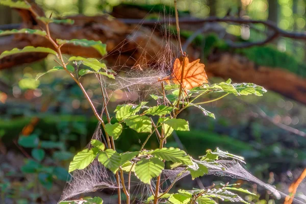 Bos in Europa in eind september bladverliezende wouden met bladeren op de grond warme geelachtig groene kleur in het bos op een warme zonnige ochtend — Stockfoto