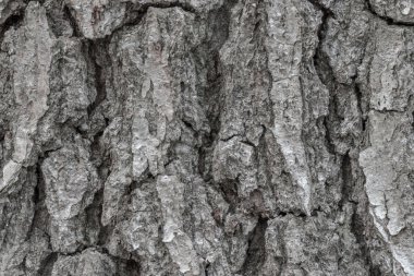 Ağaç kabuğu dokusu