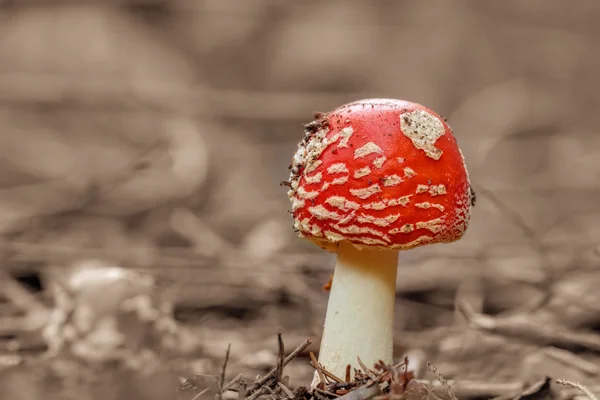 Mushroom kungariket — Stockfoto