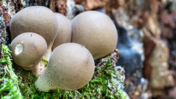 Paddestoelen Koninkrijk — Stockfoto