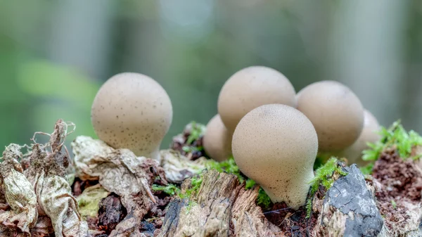 Reich der Pilze — Stockfoto