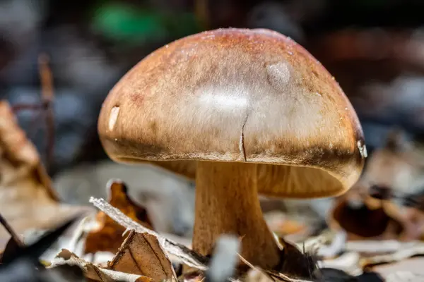 蘑菇王国 — 图库照片