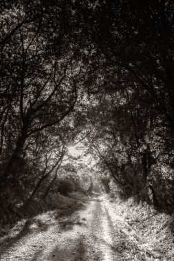 sabah güneşin kalkışı ile orman