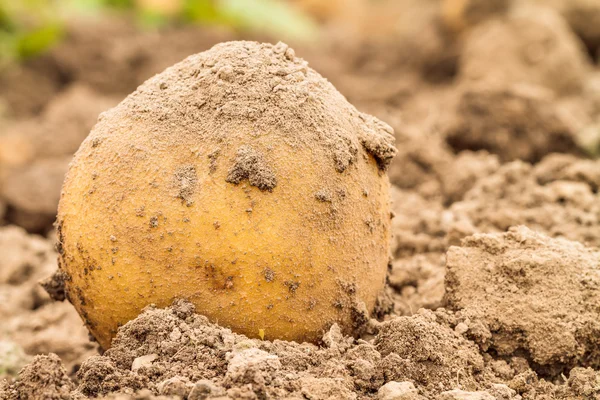 Potato Harvest in Autumn — Stock Photo, Image