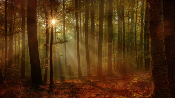Enchanted hösten skogen med den härliga stigande morgonsolen — Stockfoto