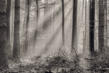 güzel yükselen sabah güneşi ile sonbahar orman büyüledi