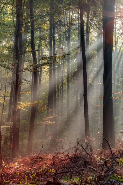 Forêt d'automne enchantée avec le beau soleil levant du matin — Photo