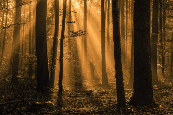 魔法秋季森林与可爱冉冉升起的早晨太阳 — 图库照片