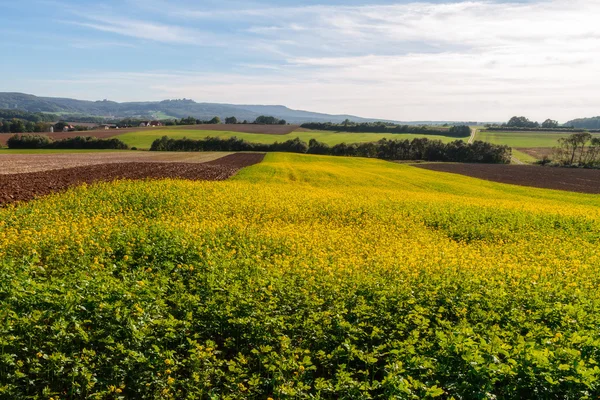 Outono Canola na Baviera, Alemanha Europa. Colza dourada em outubro nos prados — Fotografia de Stock