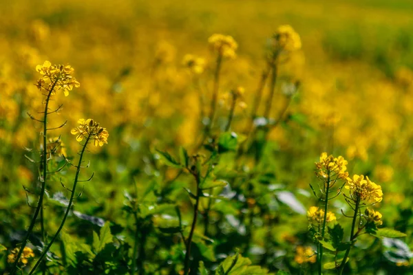 Outono Canola na Baviera, Alemanha Europa. Colza dourada em outubro nos prados — Fotografia de Stock