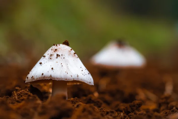 Royaume des champignons. Photo d'un champignon forestier sauvage dans les bois de Bavière en Allemagne à l'automne. Photo prise par une chaude journée de septembre . — Photo