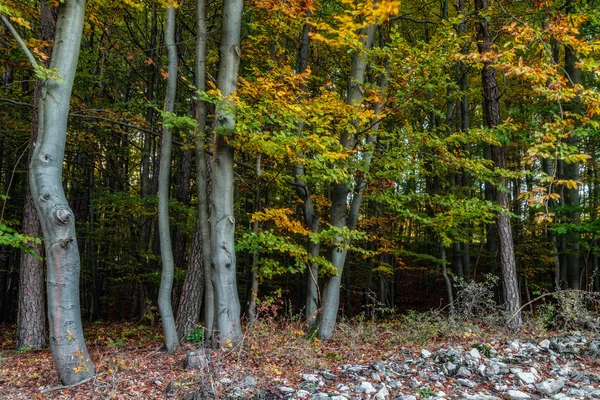 Idyllic Autumn Scenery with Colorful Orange Golden Trees in the rocky Jura Mountains of Bavaria, Alemanha Pôr do sol em uma floresta maravilhosa no campo rural — Fotografia de Stock