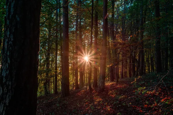 Paysage d'automne idyllique avec des arbres dorés orange colorés dans les montagnes rocheuses du Jura de Bavière, Allemagne Coucher de soleil dans une merveilleuse forêt dans la campagne — Photo