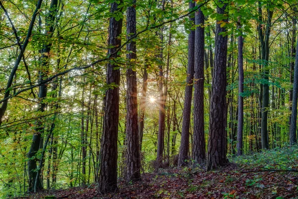Paisaje otoñal idílico con coloridos árboles de oro anaranjados en las montañas rocosas del Jura de Baviera, Alemania Puesta de sol en un bosque maravilloso en el campo rural —  Fotos de Stock