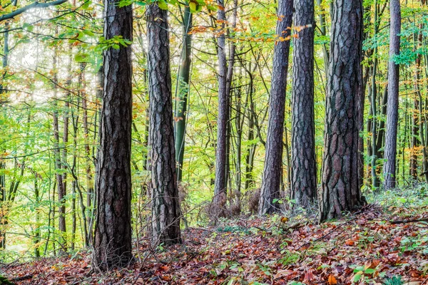 Paisaje otoñal idílico con coloridos árboles de oro anaranjados en las montañas rocosas del Jura de Baviera, Alemania Puesta de sol en un bosque maravilloso en el campo rural —  Fotos de Stock