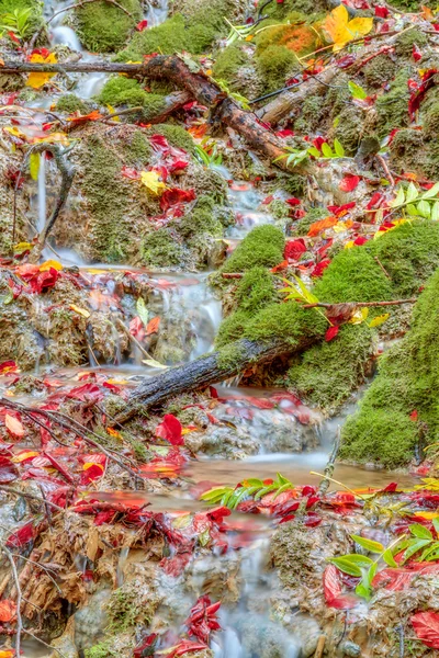 Wunderschöner herbstlicher Waldbach lieblich buntes Laub auf dem Boden, bewachsen mit Moos in Bayern, Deutschland Europa — Stockfoto