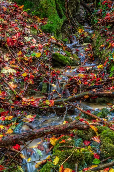 Wunderschöner herbstlicher Waldbach lieblich buntes Laub auf dem Boden, bewachsen mit Moos in Bayern, Deutschland Europa — Stockfoto