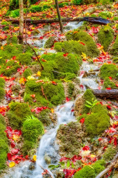 Fantastiska forest creek härliga färgglada höstlöv på marken, överväxta med mossa i Bayern, Tyskland Europa — Stockfoto