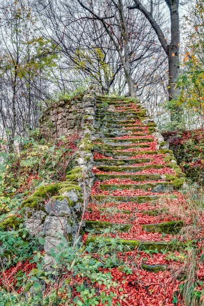 Strašidelné forrest — Stock fotografie