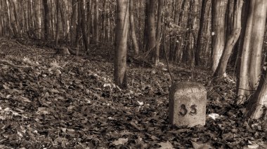 Ürkütücü Forrest