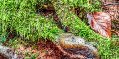 Ürkütücü Forrest