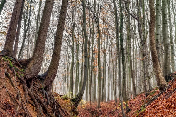 Strašidelné forrest — Stock fotografie