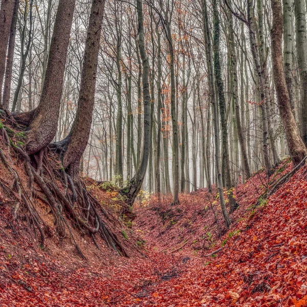 Strašidelné forrest — Stock fotografie