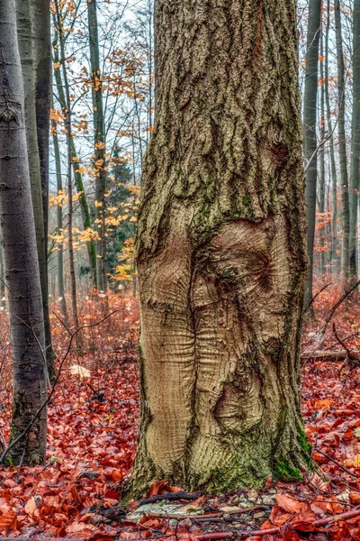 Spooky Forrest — Stockfoto