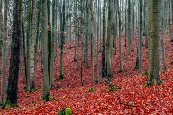 不気味な森 — ストック写真