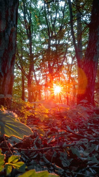 Baijerin auringonlaskun maisema — kuvapankkivalokuva