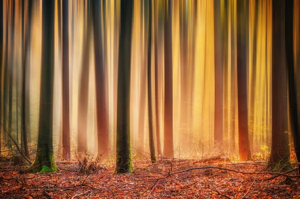 Verzauberter Herbst- und Winterwald — Stockfoto