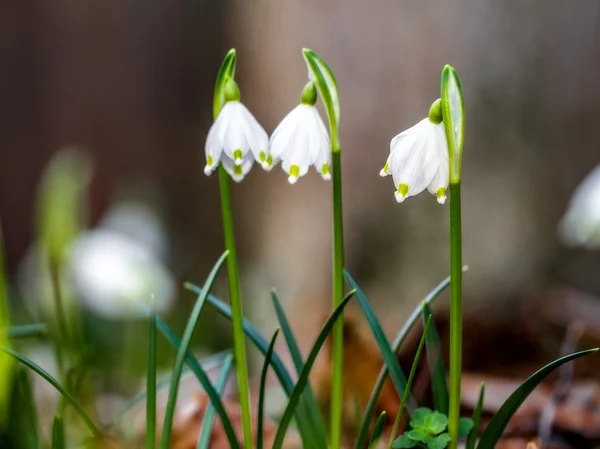 Snowflake Flower — Stock Photo, Image