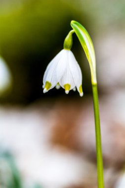 vahşi kar tanesi çiçek