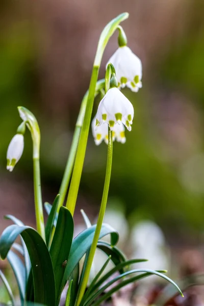 Vilda snöflinga blomma — Stockfoto