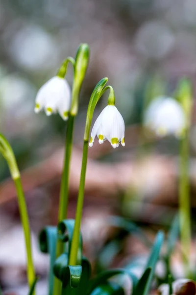 Vilda snöflinga blomma — Stockfoto