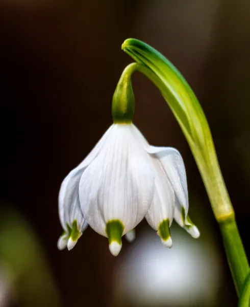 Vilda snöflinga blomma — Stockfoto