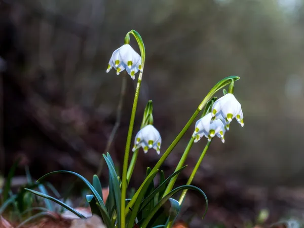 Floco de neve selvagem Flor — Fotografia de Stock