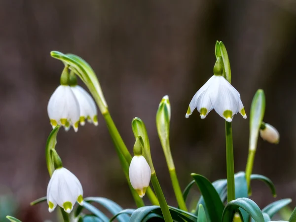 Vilda snöflinga blomma — Stockfoto