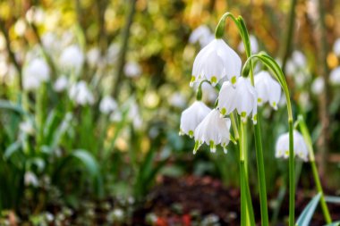 vahşi kar tanesi çiçek