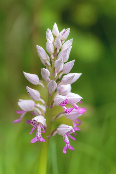 Vzácné bavorské divoká orchidej — Stock fotografie