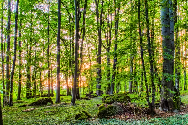 Primavera Forrest pôr do sol — Fotografia de Stock