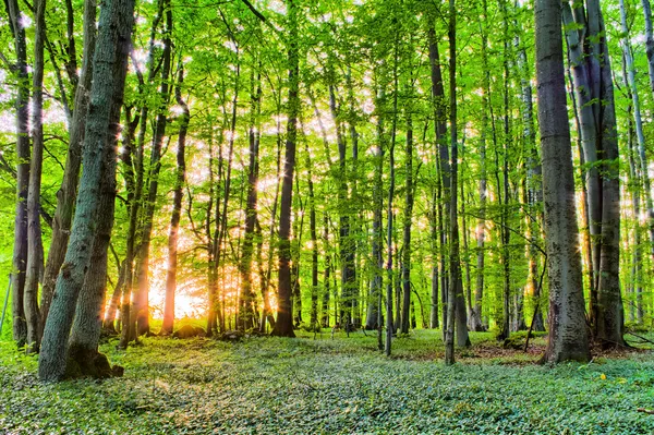 Frühlingswald Sonnenuntergang — Stockfoto