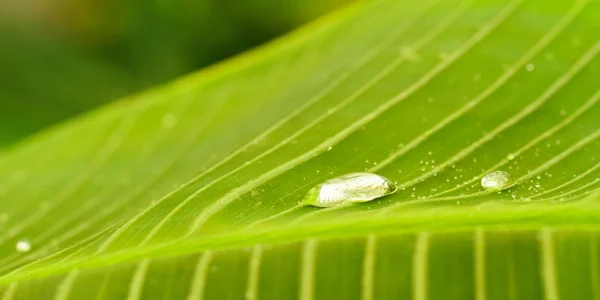 Tropical Leaf — Stock Photo, Image