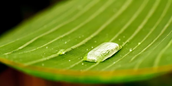 Tropical Leaf — Stock Photo, Image