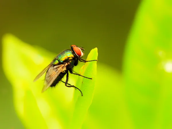 Mosca tropical — Fotografia de Stock