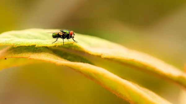 Tropical Fly — Stock Photo, Image