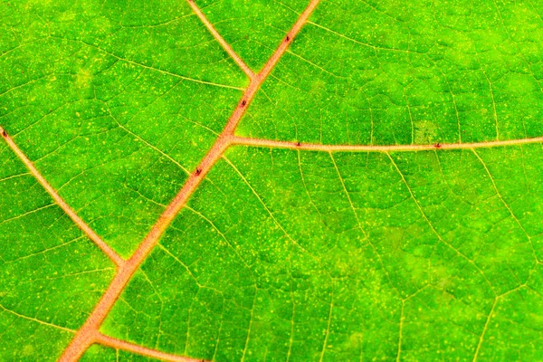 Tropical Leaf — Stock Photo, Image