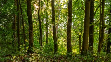 Bahar günbatımı ağaçların arkasında