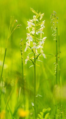 Beyaz Platanthera orkide